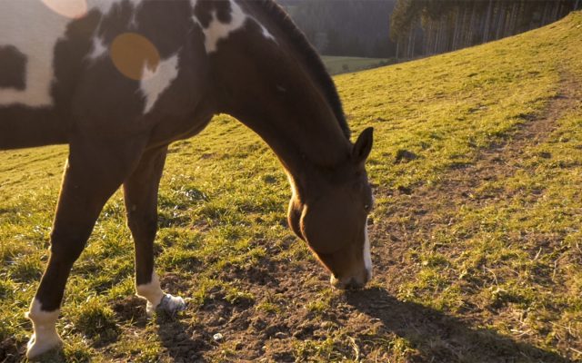 SOHO-Equestrian-Soho Video Standbilder-5